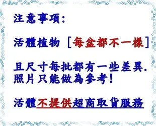 [水耕開運竹盆栽 ] 專利玻璃瓶 水耕植物盆栽 可放室內 需光線充足的環境~半日照更好