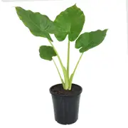 125mm Giant Taro - Alocasia macrorrhiza