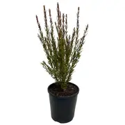 140mm Red Boronia - Boronia heterophylla red