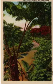 VTG Linen HI Tree Ferns on Volcano Road Hawaii