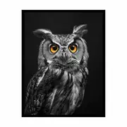 Owl Framed Print Fine Art Poster Print