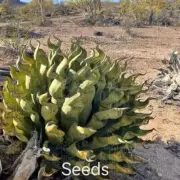 Agave shawii subsp. shawii S eeds 20/100PCS