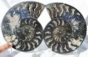 Large Black Ammonite PAIR Great Crystals 110myo FOSSIL XXL 172mm 6.8" 9528cc