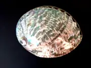 Haliotidae Haliotus Fulgens sea shell California Mexico