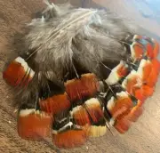 20pcs Amherst Natural Red 6-8cm Pheasant Feathers DIY Craft Millinery Jewellery