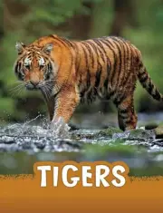 Tigers by Jaclyn Jaycox Paperback Book