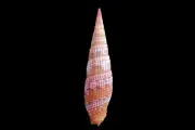 Sea shell - Vexillum costatum- 50mm