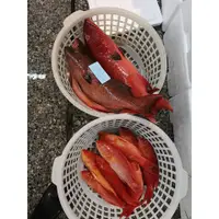 在飛比找蝦皮購物優惠-紅條是石斑魚中的極品，深受老饕們的喜愛。