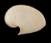 Sea shells Argonauta argo 151.6mm.Aquarium Decoration Products