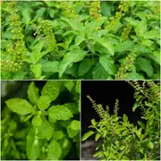 Tulsi - Rama (Green Holy Basil) seeds
