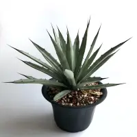 在飛比找蝦皮購物優惠-八荒殿 龍舌蘭 Agave 多肉植物