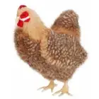 Brown Hen Plush Toy Hansa 13.5" H