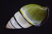 1335. Collection Land Snail Shell Amphidromus sp 36mm. Vietnam Central
