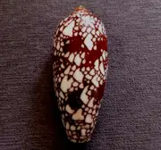 Conus aulicus 81mm GEM nice DARK pattern FAT body shaped collection WOW!!!