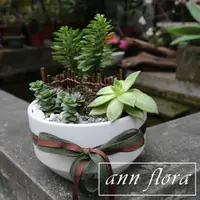 在飛比找momo購物網優惠-【ann flora】圓瓷盆多肉盆栽組合(三款以上多肉植物)