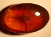 Large Fly with Hair in Lovely RED Burmite Amber Fossil Gemstone Dinosaur Age