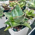 藍嚴龍 砍頭芽 型態佳 龍舌蘭 AGAVE