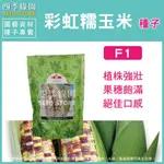 彩虹糯玉米種子- 新推出的三色糯玉米品種，具有紫色，黃色和白色三種果穗【四季綠園】