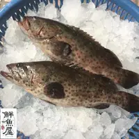 在飛比找森森購物網優惠-【鮮魚屋】現撈急凍台灣青斑石斑魚450g*6條