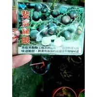 在飛比找PChome商店街優惠-花花世界-水果苗--斐濟龍眼--甜美多汁.大粒脆甜/4吋盆/