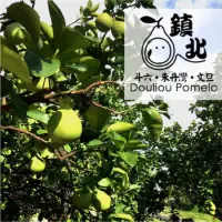 在飛比找蝦皮購物優惠-斗六 文旦 朱丹灣 15年正欉 柚子