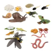 Cycle of Snail Earthworm Dragonfly, Egg Tadpole to Safariology Amphibian8518