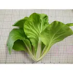 【野菜部屋~】F31 蜜雪兒小白菜種子2.5公克 , 生長快 ,抽苔晚 ,每包16元~