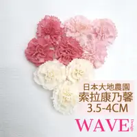 在飛比找蝦皮購物優惠-《WAVE Design 》日本大地農園 索拉花康乃馨 乾燥
