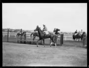 Racehorse Colenso trotting into a paddock, NSW, 17 April 1934 Old Photo