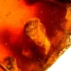 Bivalve Seashell with Winged Termite in Burmite Amber Fossil Dinosaur Age