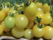 Tomato, Snow White - Heirloom Vegetable by Life-Force Seeds Australia