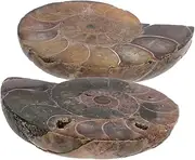COSMEVIVI Unique Ammonite Necklace Moonstone Genuine Conch Specimen Paleontology Kit for Boys Girls