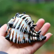 Size 4" - 5" Natural Black Murex Shell Conch Spiral Shells Nautical Decorations