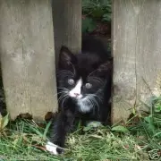 SPONSOR RESCUED KITTEN TUX FERAL CAT RESCUE FOOD VET DONATION Rec COLOR PHOTO