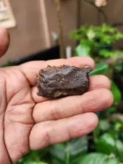 Gebel Kamil Meteorite . Iron Rock . Meteorite Rock . 288.10 Carat