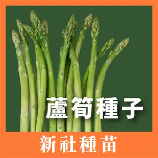 現貨）蘆筍種子｜蘆筍苗｜美國蘆筍｜開心農場｜蔬菜專業戶｜都市小農｜休閒農業｜退休生活｜蔬菜種子｜園藝 ｜