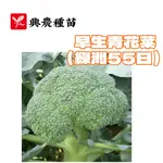 早生青花菜 （綠洲55天）【蔬果種子】早生青花菜種子 青花菜種子 興農牌 中包裝種子 每包約0.5ML