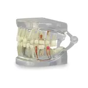 Clear Dental Model, Human Body Anatomy Replica of Jaw Teeth for Dentist Office Educational Tool