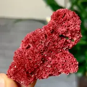 8GNatural Deep Red Coral Reef Cluster Marine Mineral Crystal Specimen
