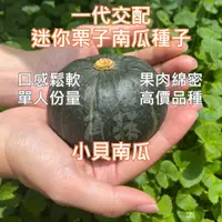 在飛比找蝦皮購物優惠-【現貨。不用再問】F1 迷你栗子南瓜種子 貝貝 貝貝南瓜 種