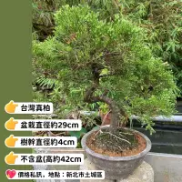 在飛比找蝦皮購物優惠-台灣真柏.系魚川真柏.日本黑松