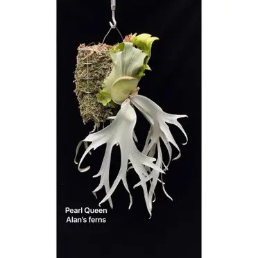 P.willinckii Peal Queen OC