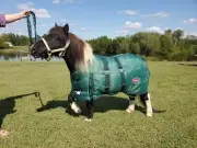 Deluxe mini horse insulated turnout blanket blue or green 4 sizes in stock