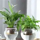 Visible Water Level Lazy Water-absorbing Flower Pot Glass Water Planting Pots