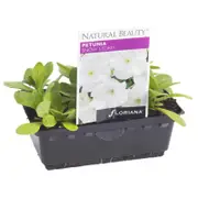 Petunia Snow Storm Punnet - Petunia x hybrida