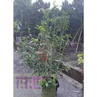 在飛比找蝦皮購物優惠-花花世界-綠籬植物**四季桂花(頭徑約2-3公分)**桂花/