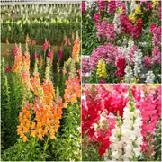 Snapdragon - Tetra Mixed seeds