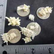 Western Diamondback Rattlesnake Snake Vertebrae Bone Strange FUSED ODD9