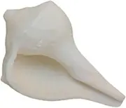 Very Small 1" inch Abhimantrit Dakshinavarti Natural Shankh/Laxmi Shankh for Pooja, Original Right Handed Conch Shell