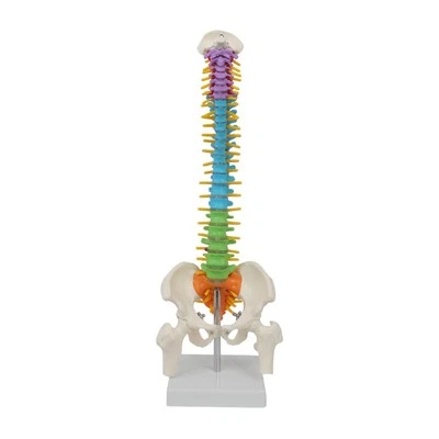 Human Spine Model Flexible Spinal Cord Anatomical Model